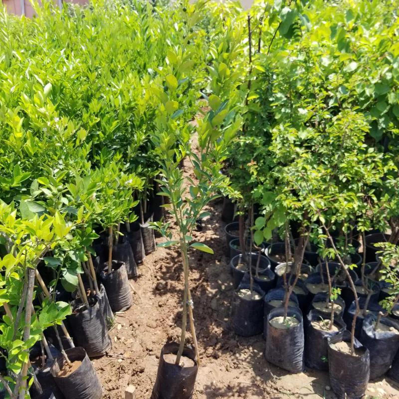 Saksılık CALAMONDİN Fidanı (3 Yaş-Torbalı-Meyveli)